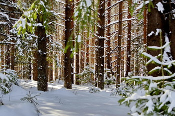 Sonniger Tag im Wald / ***