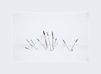 Remembrance of Things Past Sommer / ...