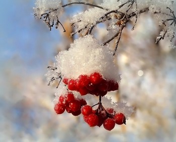 Vogelbeere / ***