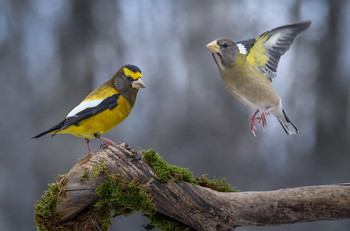 Mr. &amp; Mrs. Evening grosbeak / ***