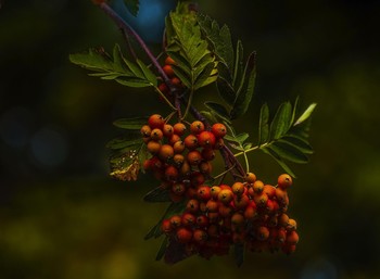 Rowan / ...