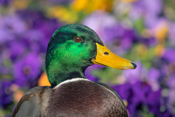 Año de patos. / Jardín para patos.
