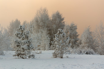 Frosty morning. / ***