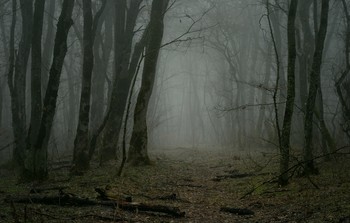In forest / ***