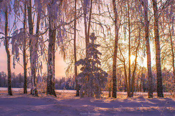 winter / ...