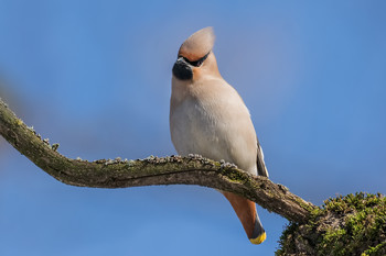 Waxwing. / ***