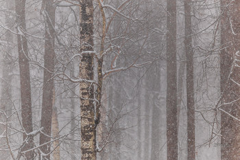 Winter / ***