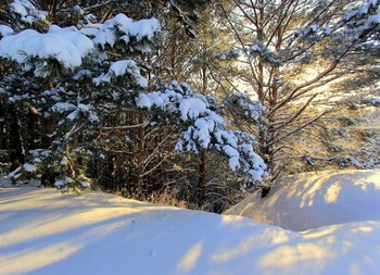 winters in the forest / ***