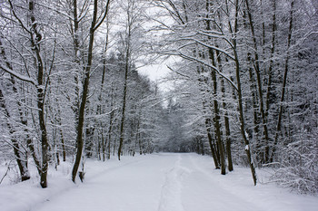 Winter alley. / ***