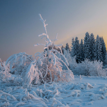 winter / ***