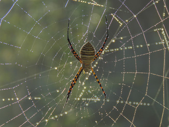 spider / ...