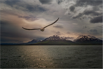 Flight... / ***