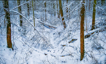 winters in the forest / ***