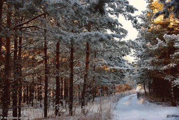 In a pine forest / ...