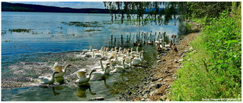 Dorfgeschichte / ***