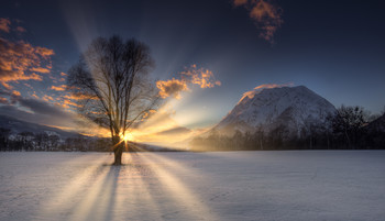 Baum im Abendlicht / Abends am grimming in der Steiermrk.