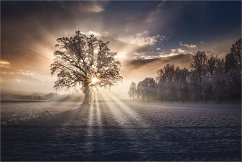 Baum im Morgenlicht / Morgens im Aichfeld in der Steiermark.