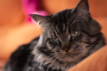 Thor / Retrato de Thor, mascota familiar.