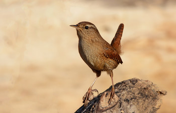 Wren / ***