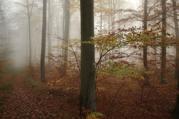 Herbst / ***