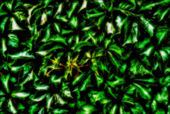 Leaves / ***