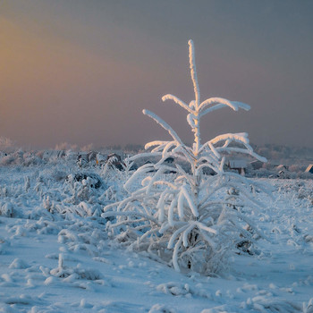 winter / ***