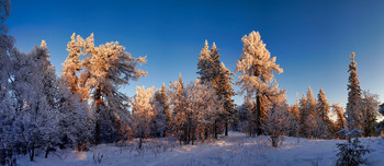 At the edge of forest / ***