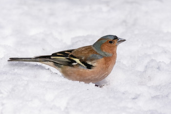 Finch / ***