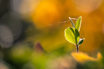 Hojas transparentes. / Naturaleza de cerca.