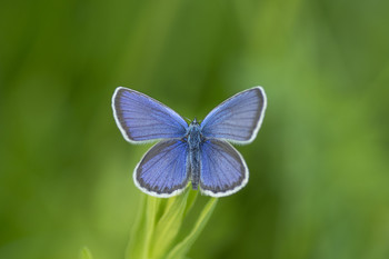 Kupfer-Schmetterling / ***