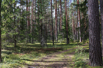 Sonniger Tag im Wald / ***