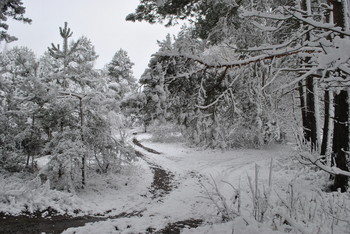Forest sketches / ***