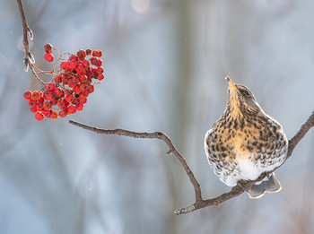 Das Leben ist schön / .....