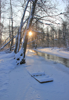 Marshy woodlands / ***