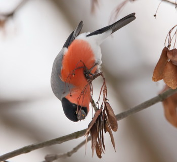 Acrobat / ***