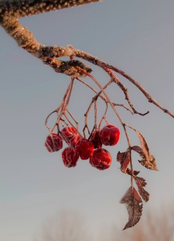 bei Frost / ***
