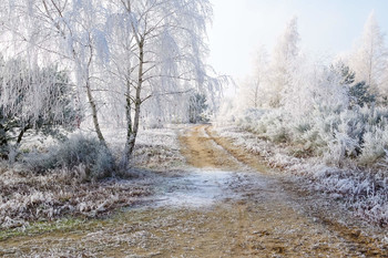 Frost / aufgenommen beim tägl. Spaziergang
