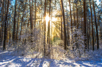 Rays / ...