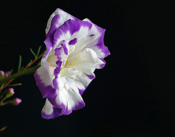 Eustoma / ***