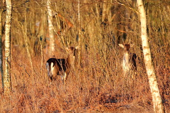 Pashkevich68 / Pashkevich68