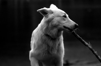 Delta / Taking pictures of dog Delta with her name in the picture. Picture from 2015