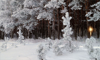 Winterwald / ***