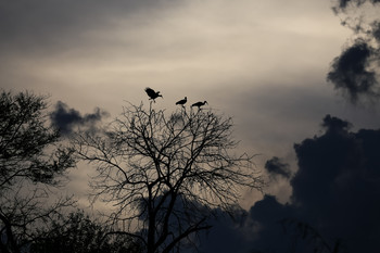 in Afrika fotografiert / Eine Bootstour im Okawankodelta. Der Himmel zog sich zu und ein ganz diffuses Licht lag über der Szene.