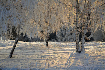 Licht im Winter / ***