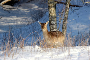 Pashkevich68 / Pashkevich68