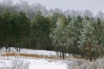 Am Rande des Waldes / ...