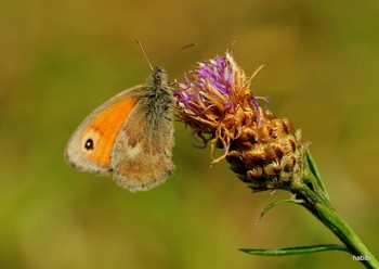 Sommer :) / Am Waldrand angetrofen und abgelichtet.