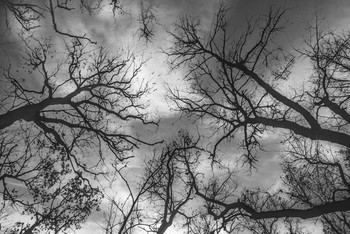  / FOMAPAN_400_135