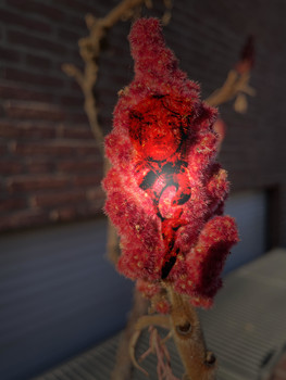 &nbsp; / A strange Fruit