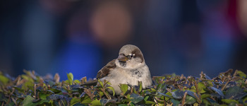 Gorrión acomodado. / Gorrión vigilante para recibir alimento de los paseantes del parque.